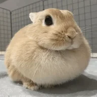 diego